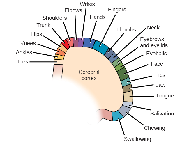 A diagram shows the organization in the somatosensory cortex, with functions for these parts in this proximal sequential order: toes, ankles, knees, hips, trunk, shoulders, elbows, wrists, hands, fingers, thumbs, neck, eyebrows and eyelids, eyeballs, face, lips, jaw, tongue, salivation, chewing, and swallowing.