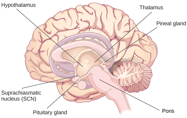 An illustration of a brain shows the locations of the hypothalamus, thalamus, pons, suprachiasmatic nucleus, pituitary gland, and pineal gland.