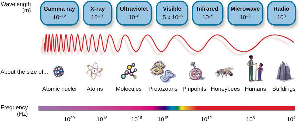 This illustration shows the wavelength, frequency, and size of objects across the electromagnetic spectrum.. At the top, various wavelengths are given in sequence from small to large, with a parallel illustration of a wave with increasing frequency. These are the provided wavelengths, measured in meters: “Gamma ray 10 to the negative twelfth power,” “x-ray 10 to the negative tenth power,” ultraviolet 10 to the negative eighth power,” “visible .5 times 10 to the negative sixth power,” “infrared 10 to the negative fifth power,” microwave 10 to the negative second power,” and “radio 10 cubed.”Another section is labelled “About the size of” and lists from left to right: “Atomic nuclei,” “Atoms,” “Molecules,” “Protozoans,” “Pinpoints,” “Honeybees,” “Humans,” and “Buildings” with an illustration of each . At the bottom is a line labelled “Frequency” with the following measurements in hertz: 10 to the powers of 20, 18, 16, 15, 12, 8, and 4. From left to right the line changes in colour from purple to red with the remaining colours of the visible spectrum in between.