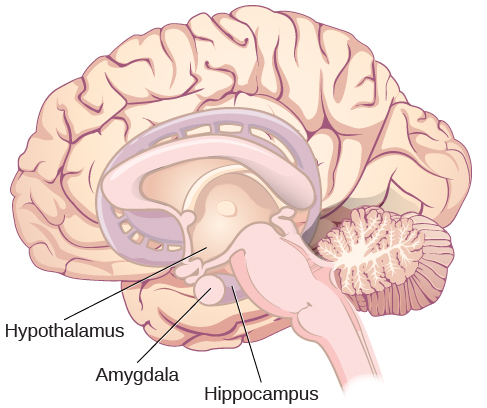 An illustration of the brain labels the locations of the “hypothalamus,” “amygdala,” and “hippocampus.”