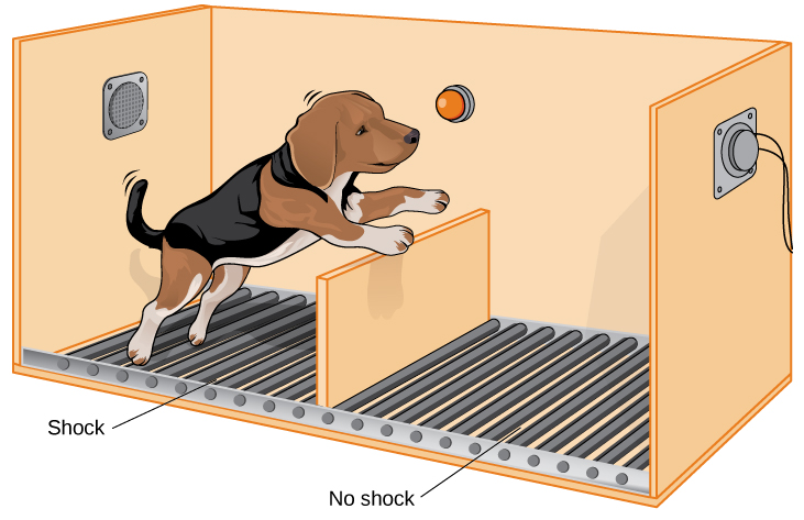 An illustration shows a dog about to jump over a partition separating an area of a floor delivering shocks from an area that doesn’t deliver shocks.